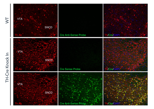 Th-Cre-Brain-01