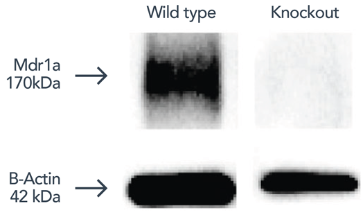 mdr1ako_figure3-01